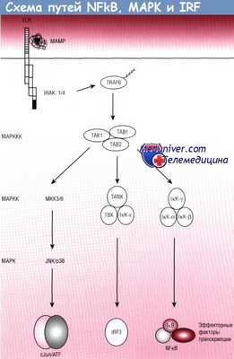 Схема путей NFkB, МАРК и IRF