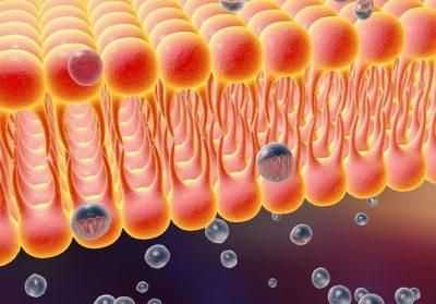 Повреждение мембран