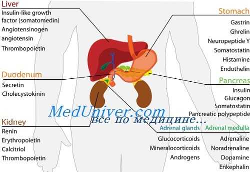 слизистая желудка под действием гормонов