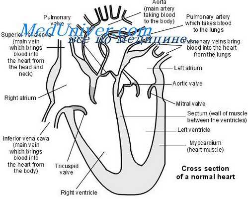 миокард при алкоголизме