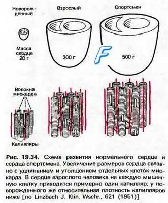 Гуморальные ( гормональные ) влияния на сердце. Гормональная функция сердца.