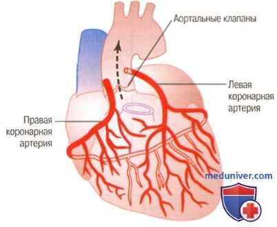 Кровоток в скелетных мышцах. Регуляция кровотока в мышцах