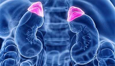 Надпочечники