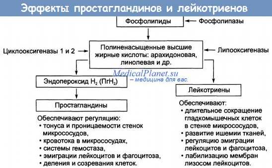 Эффекты простагландинов и лейкотриенов