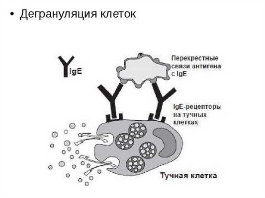 Дегрануляция тучных клеток