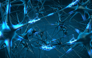 Фото статьи - Вегетативная нервная система