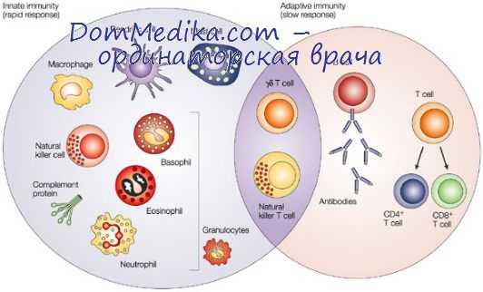 апоптоз в иммунном ответе