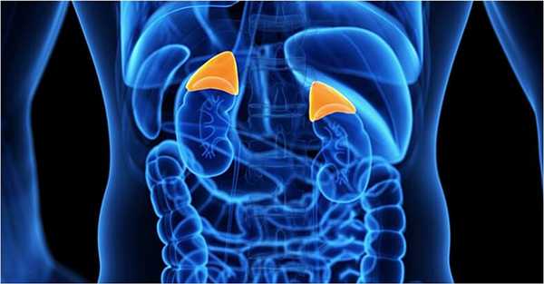 Надпочечники - зачем они нужны?