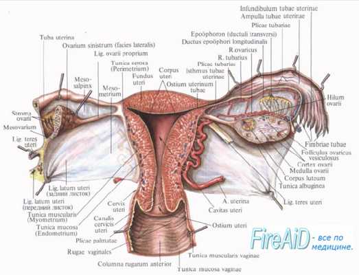 Простагландины ( ПГ ) и их действие на матку при родах. Простациклин.