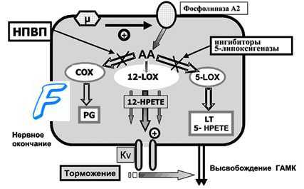 Простагландин F2. Простагландин E. Синтез простагландинов.