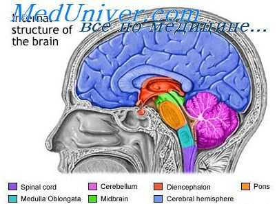 тип эпилепсии