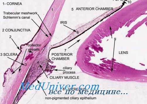морфология глаза