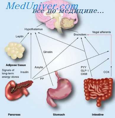 гастроинтестинальные пептиды