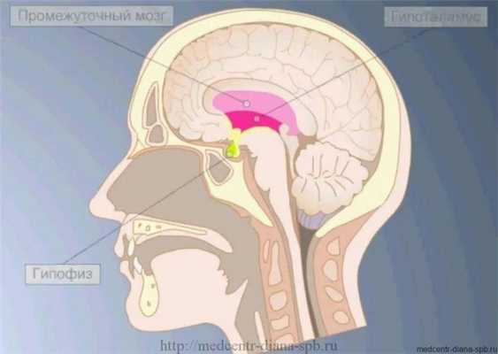 анализы на гормоны гипофиза