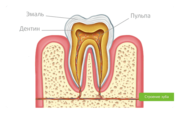 пульпа зуба