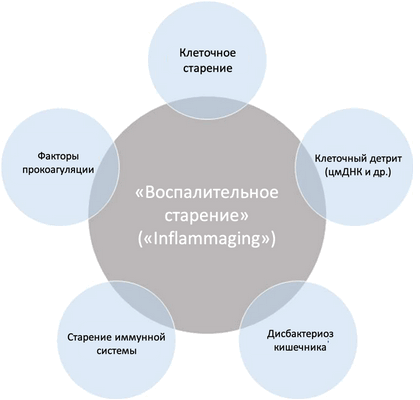 Хроническое воспаление при старении