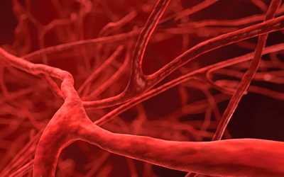 Кровеносные сосуды плаценты спазмируются - Веримед