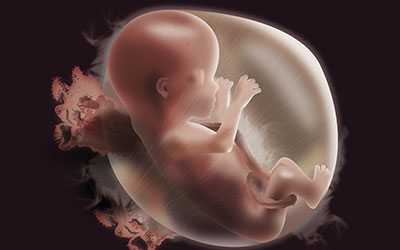 Влияния никотина на плод - Веримед