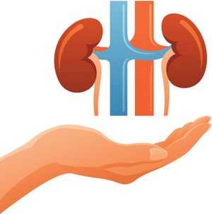 Возрастные изменения мочеполовой системы