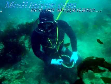 работоспособность организма