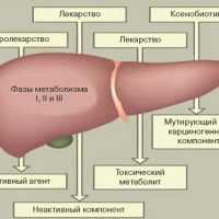 Проникновение лекарств в печень