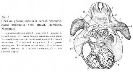 Рис.5. Срез на уровне сердца и легких