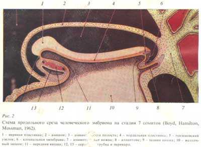 Рис.2. Развитие первичной сети сосудов