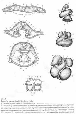 Рис.3. Развитие сердца