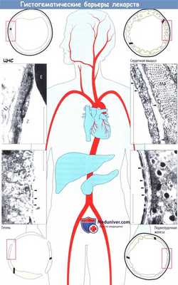 Гистогематические барьеры для лекарств