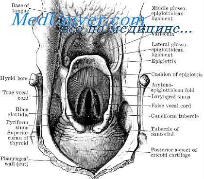 исследование гортани