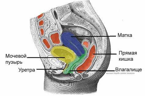 Расположение влагалище в малом тазу