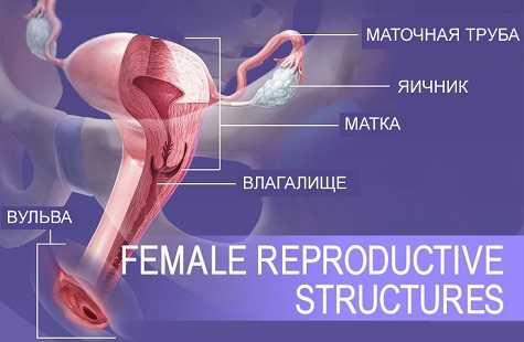 3 Д модель анатомии влагалища