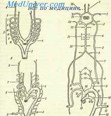 сонные артерии эмбриона