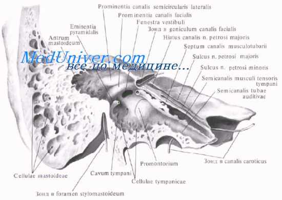 тимпанальная диафрагма