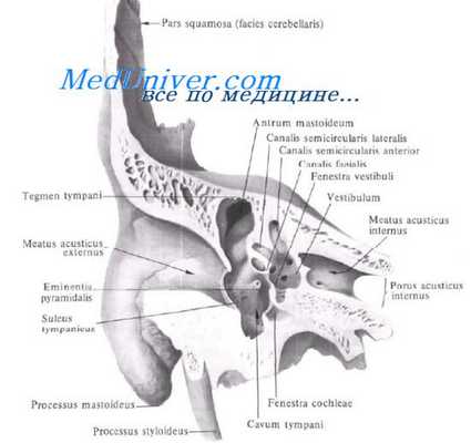 тимпанальные соустья