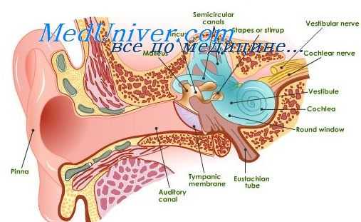 внутренний слуховой проход