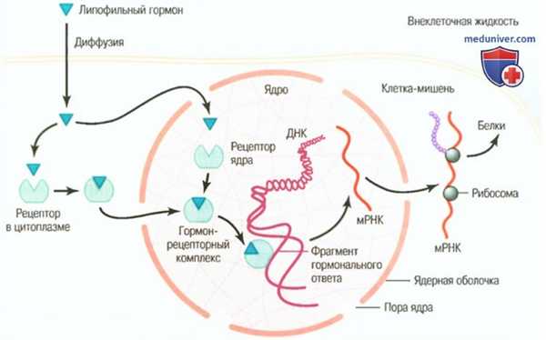 Внутриклеточные рецепторы гормонов. Механизмы вторичных посредников