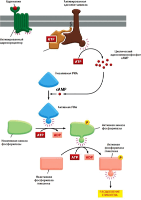 Аденилатциклазный путь передачи сигнала (по Альберту Ъ. и др., 2015)