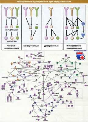 Конвергенция и дивергенция внутриклеточных сигналов