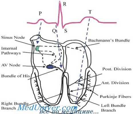 волновые фронты сердца