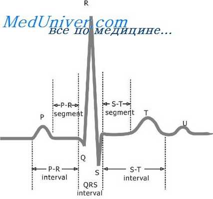 электрическое поле сердца