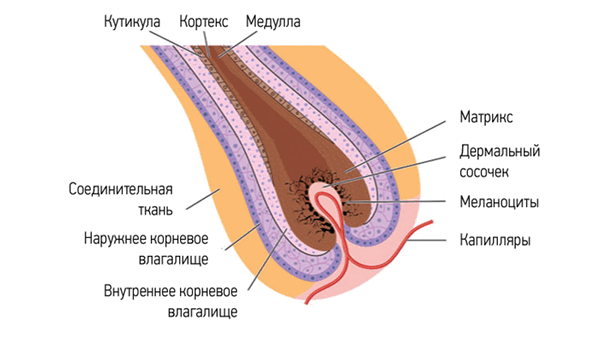 Строение волоса: корень