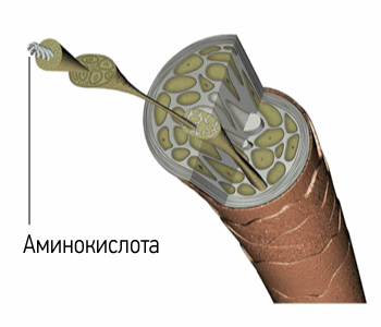Волос при многократном увеличении: аминокислота в составе волоса