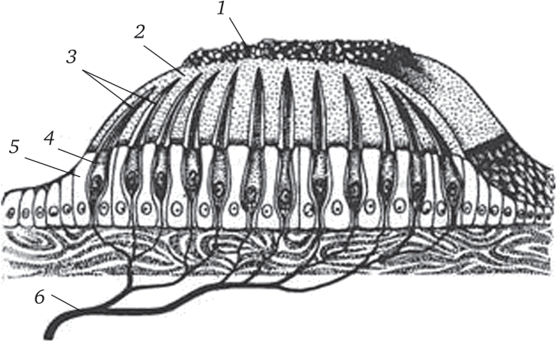 Оттолитовый аппарат