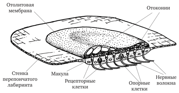 Схема строения утрикулюса млекопитающих (по Д. В. Лычакову, 1988)