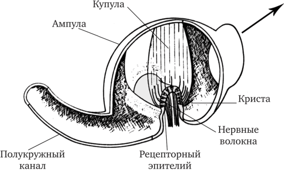 Вскрытая ампула полукружного канала (по Линдеману, 1969)