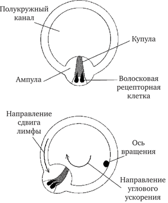 Схема преобразования угловых ускорений в полукружном канале (по Хадспету, 1983)