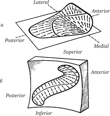 Пространственная ориентация, форма и поляризация макул левого утрикулюса (а) и правого саккулюса [6)