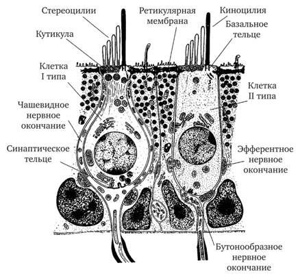 Рецепторные клетки гребешков и пятен