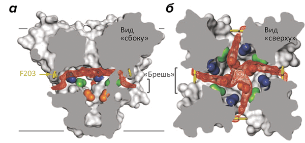 «Бреши» в боковых поверхностях натриевого канала